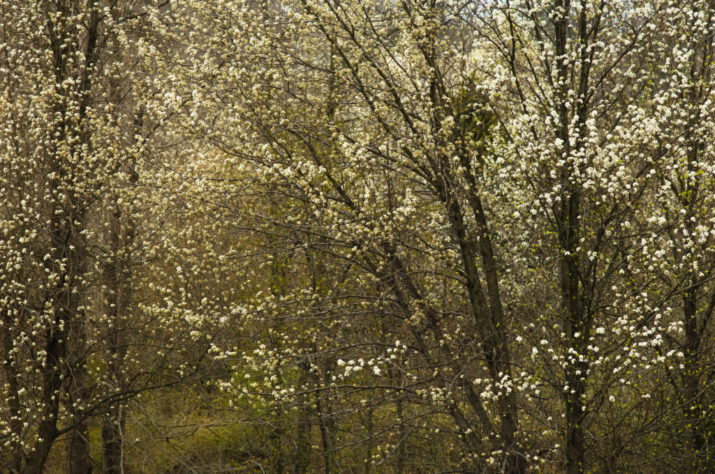 White Spring