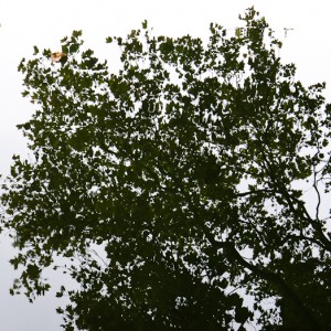 Surface, Pangborn Park, Hagerstown, Maryland, October 13, 2013